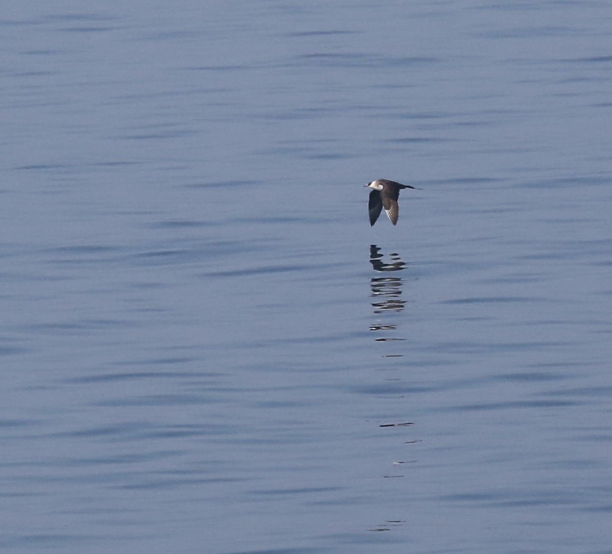 Parasitic Jaeger - ML501118901