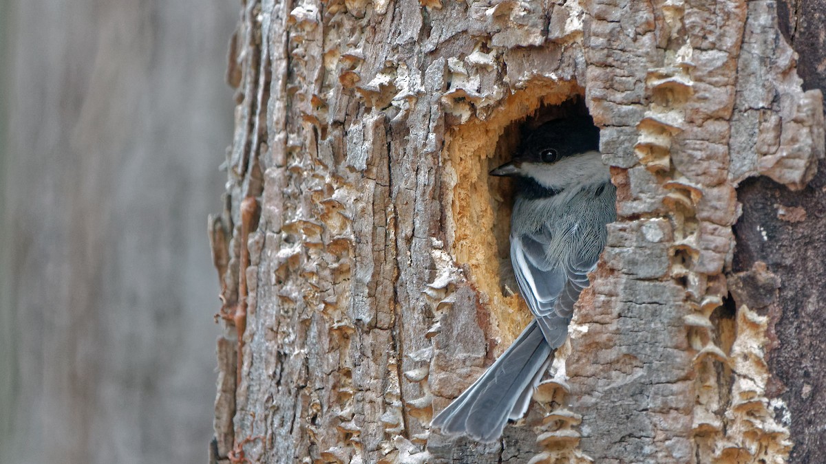 Black-capped Chickadee - ML50111981