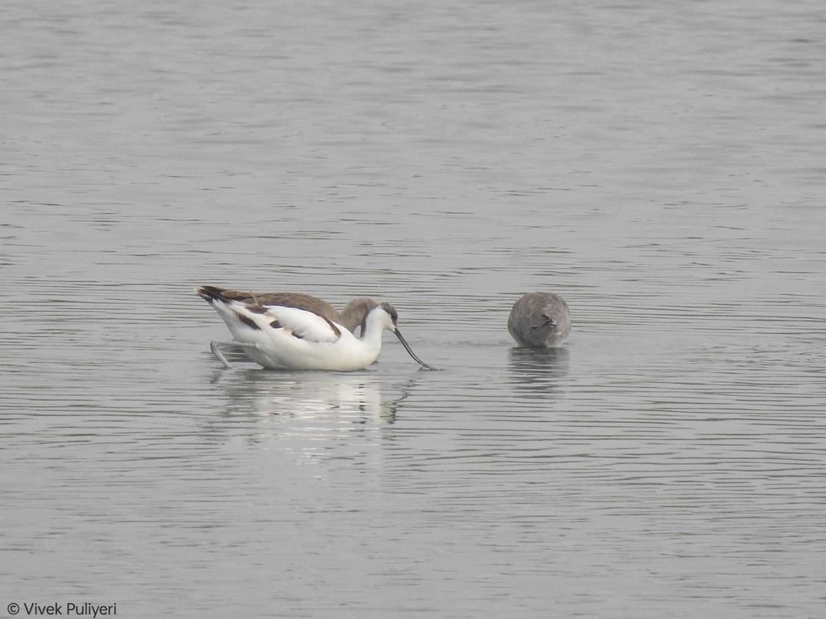 反嘴鴴 - ML501120931