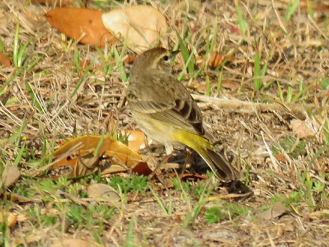 Palm Warbler - ML50112101