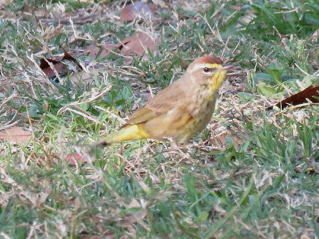 Palm Warbler - ML50112121