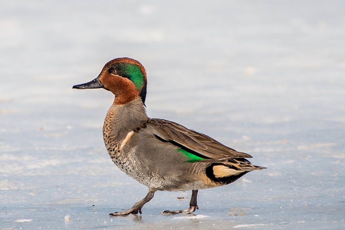 Green-winged Teal (American) - Frank King