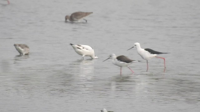 Pied Avocet - ML501121581