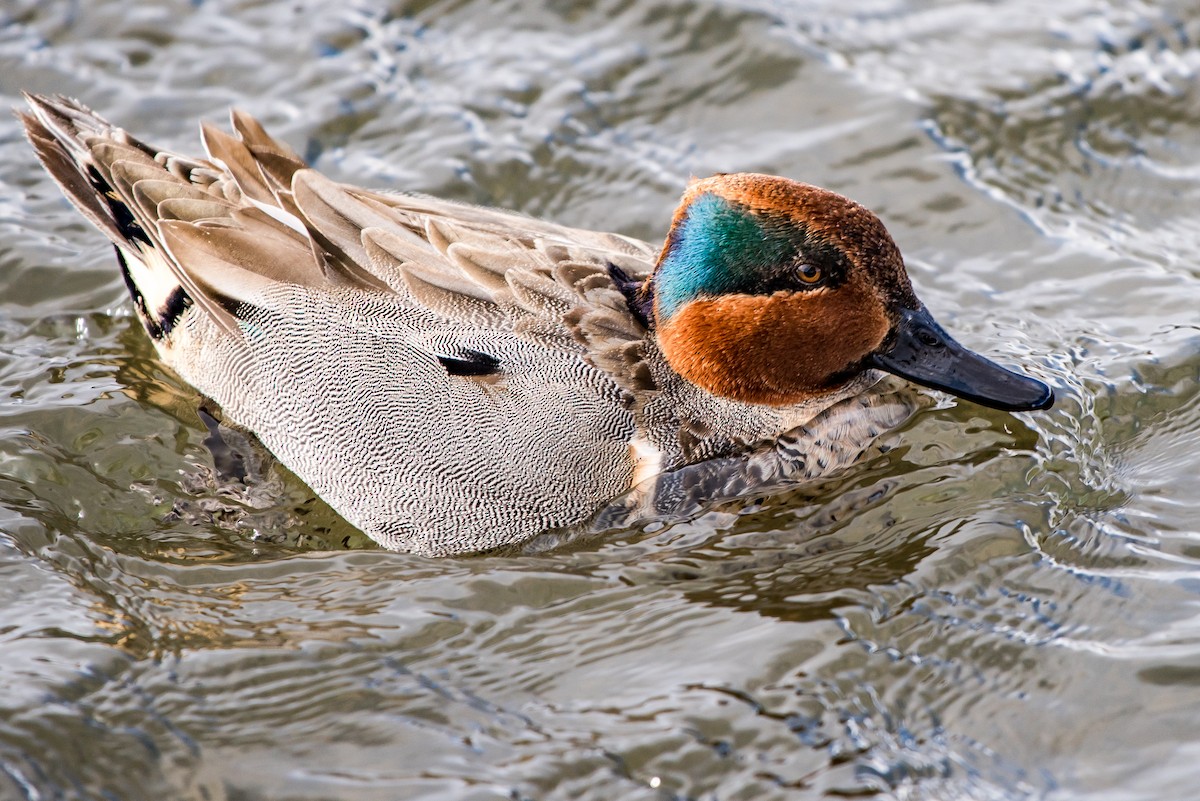 Green-winged Teal (American) - ML50112221