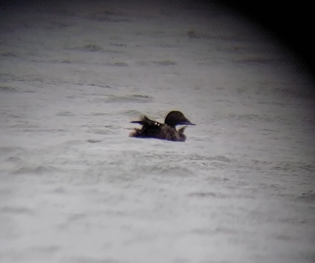 White-winged Scoter - Rae Snyder