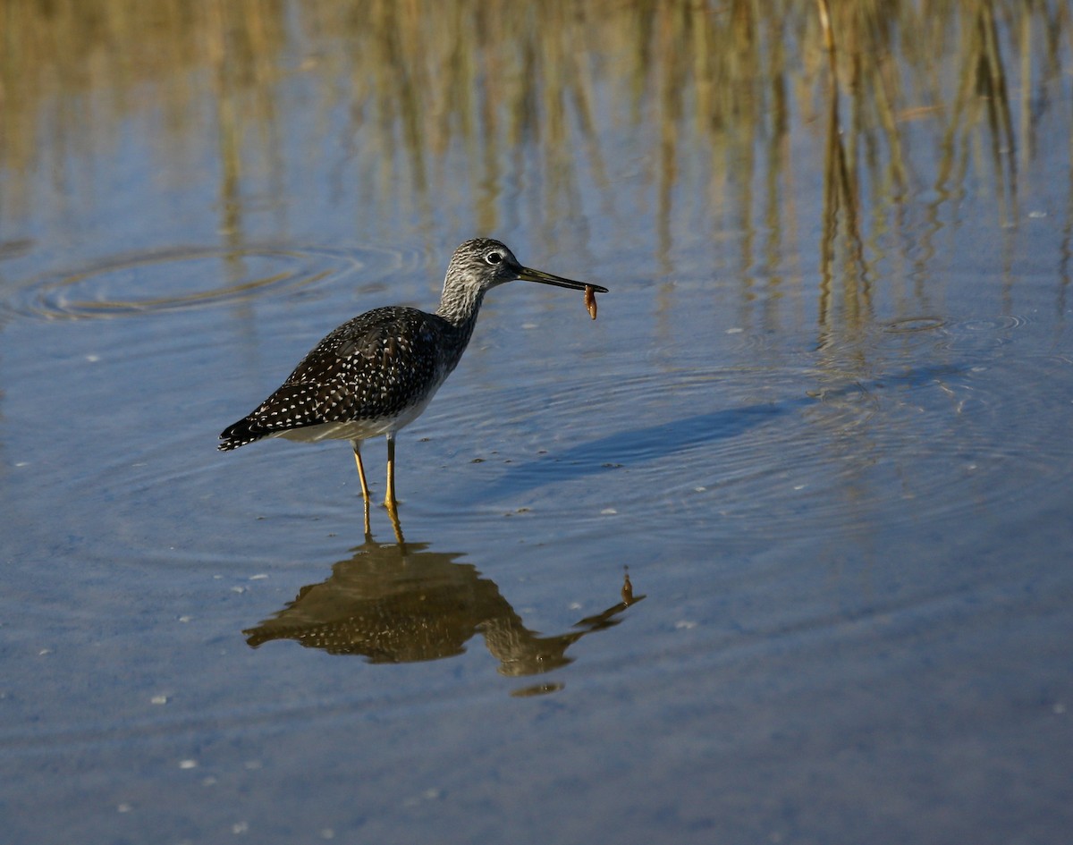 Greater Yellowlegs - ML501124901