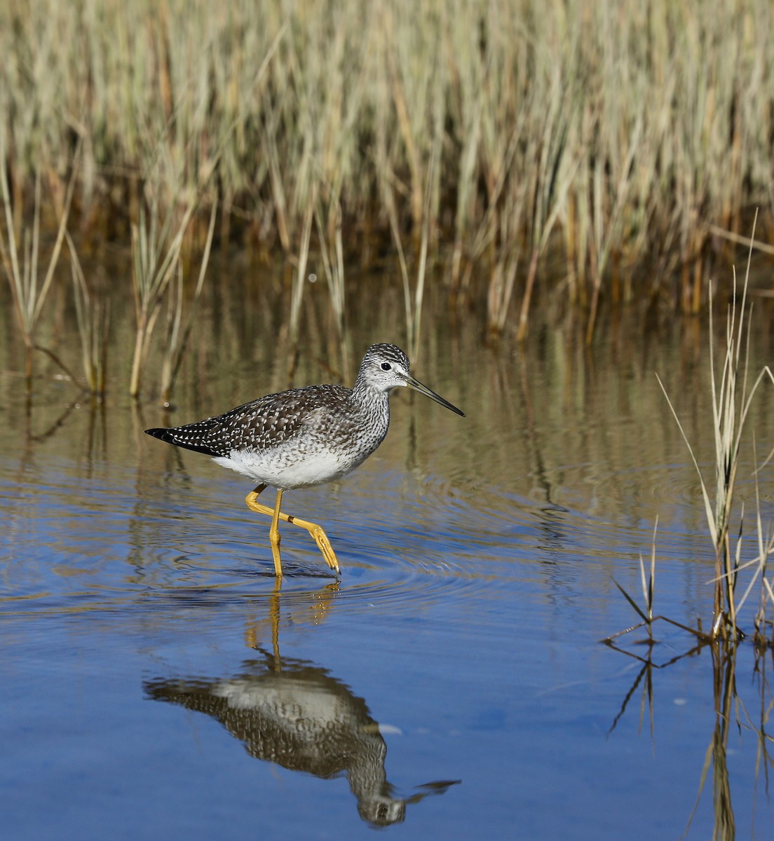 Greater Yellowlegs - ML501124911