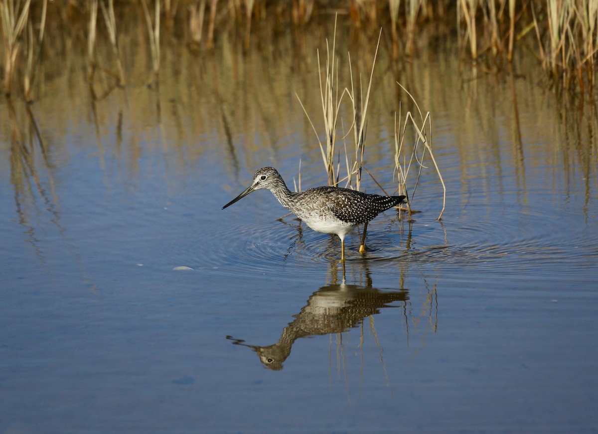 Greater Yellowlegs - ML501124921