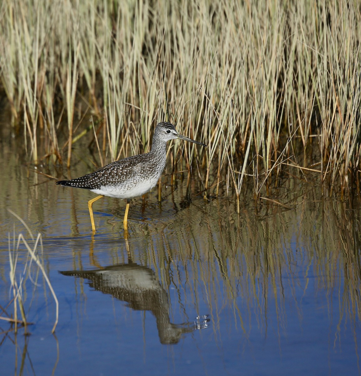 Greater Yellowlegs - ML501124931