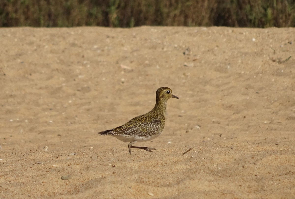 Chorlito Dorado Europeo - ML501125791