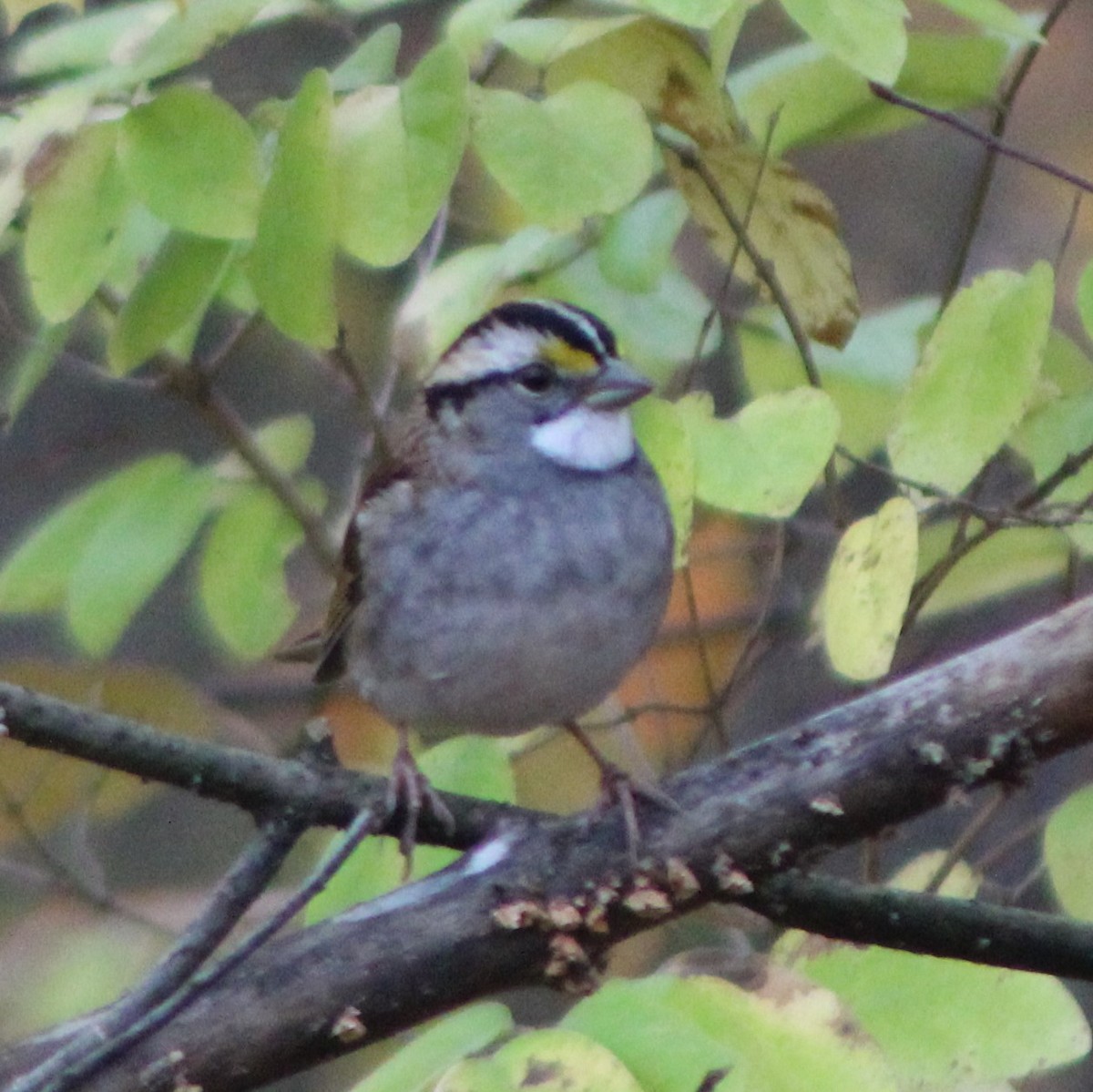 White-throated Sparrow - ML501125811