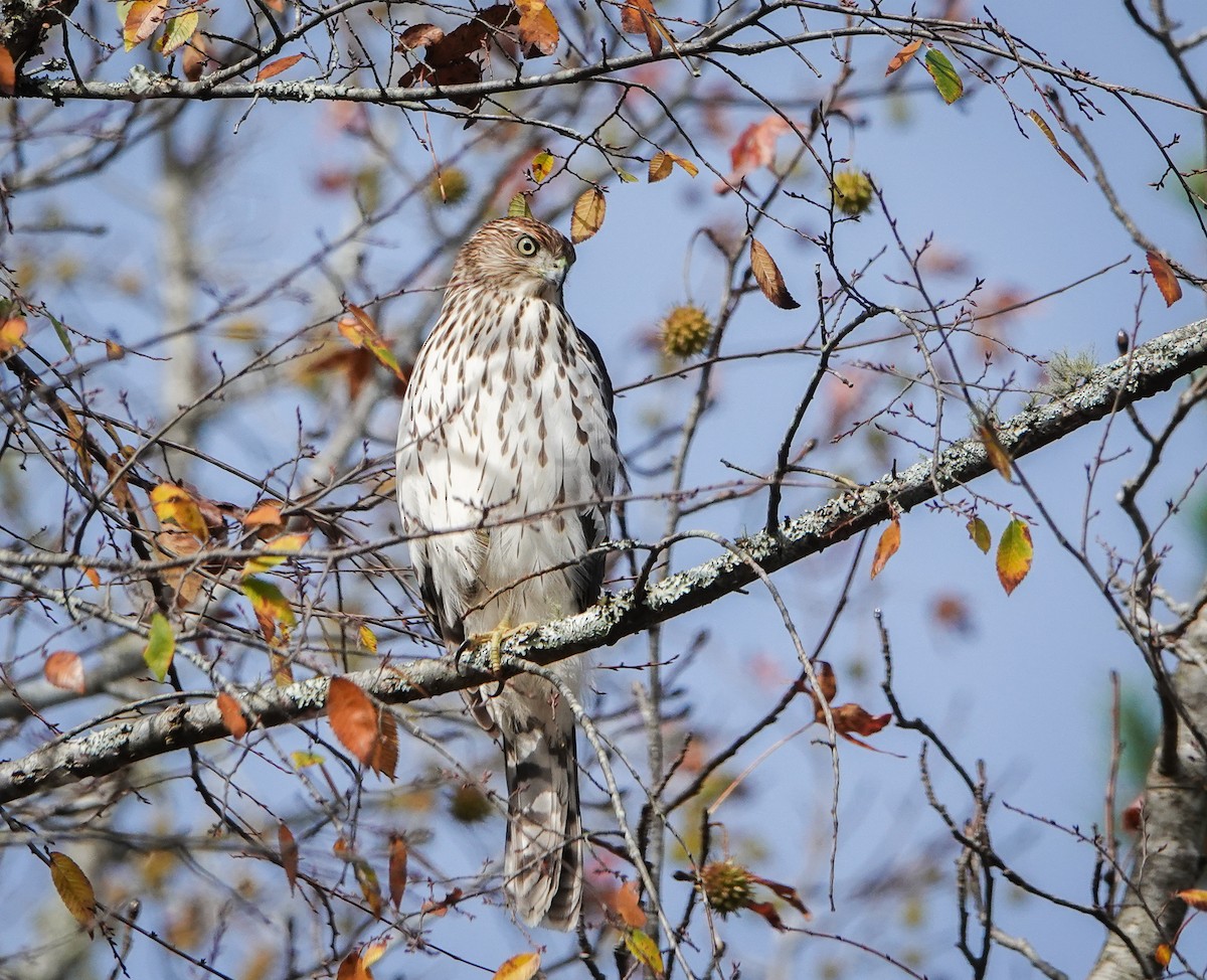 Cooper's Hawk - ML501126151