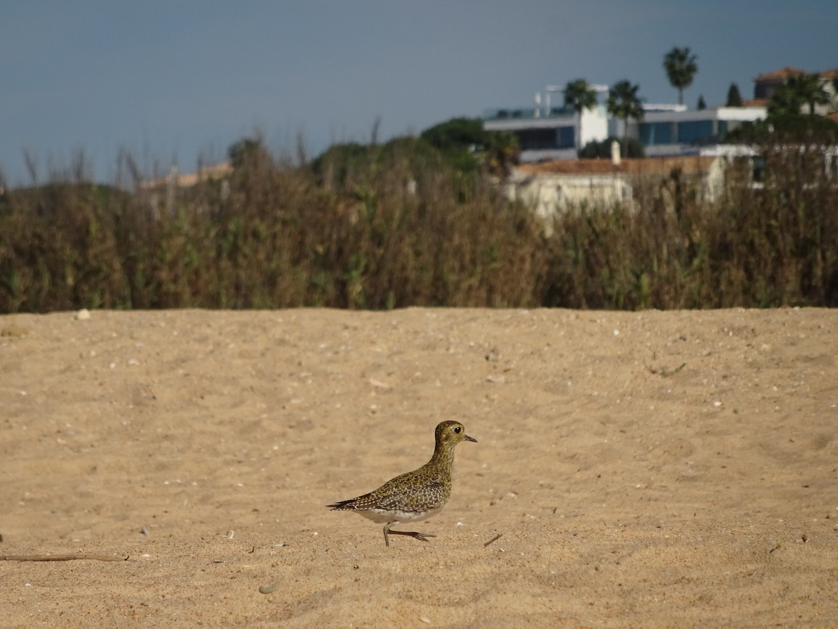 European Golden-Plover - ML501126341