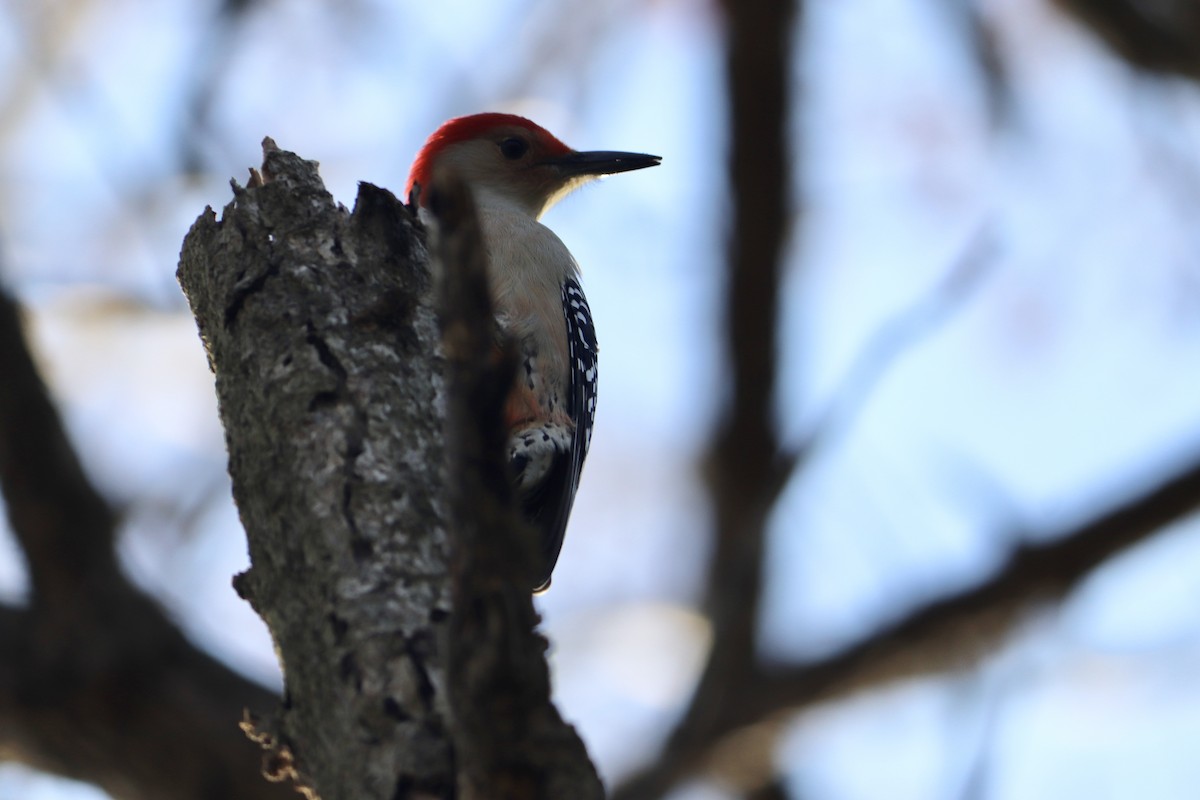 Red-bellied Woodpecker - ML501127181