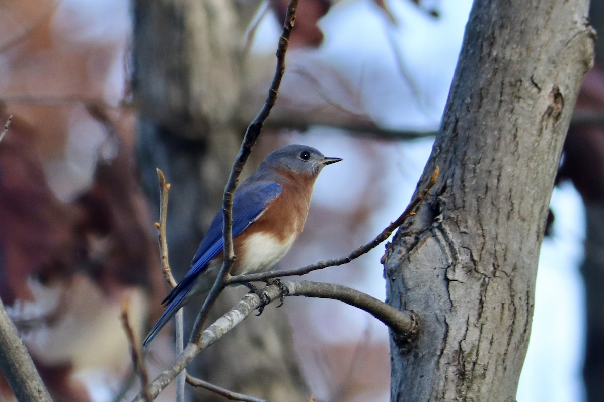 Eastern Bluebird - ML501127291