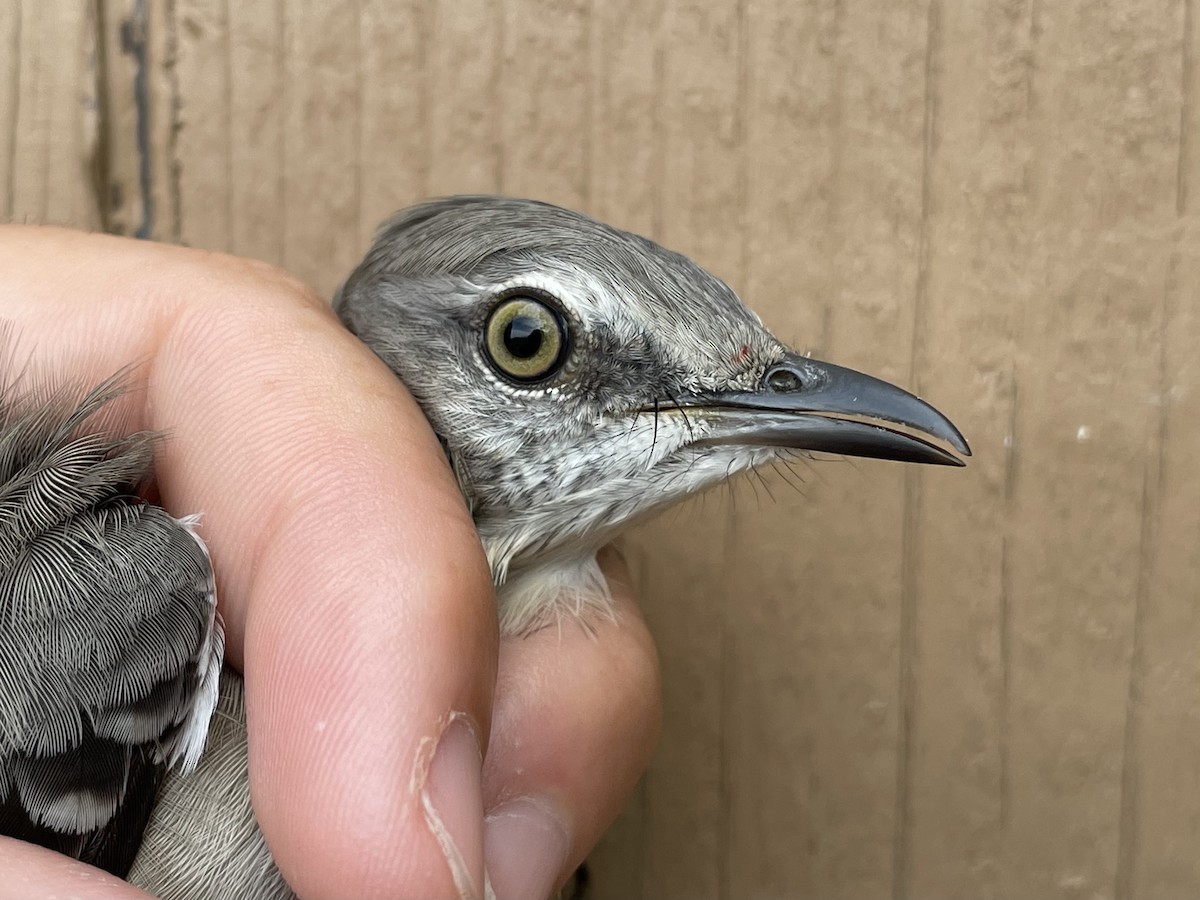 Northern Mockingbird - ML501127621