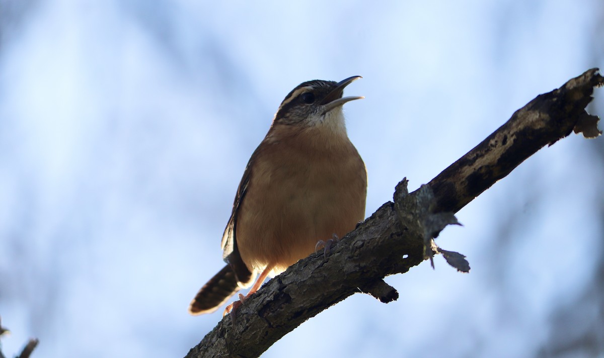 Carolina Wren - ML501127761