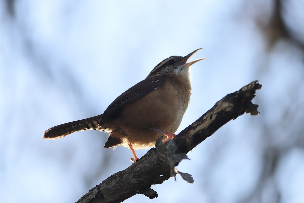 Carolina Wren - ML501127771