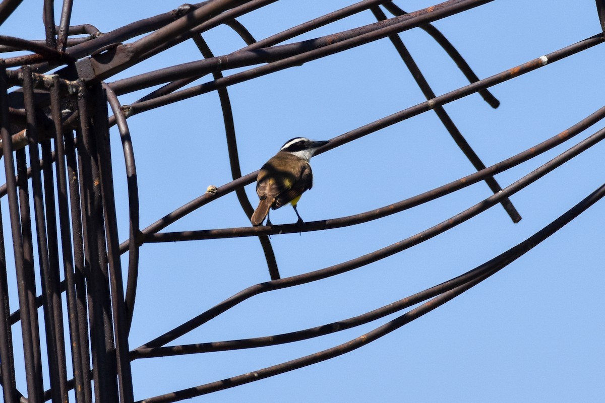 Great Kiskadee - ML501128461