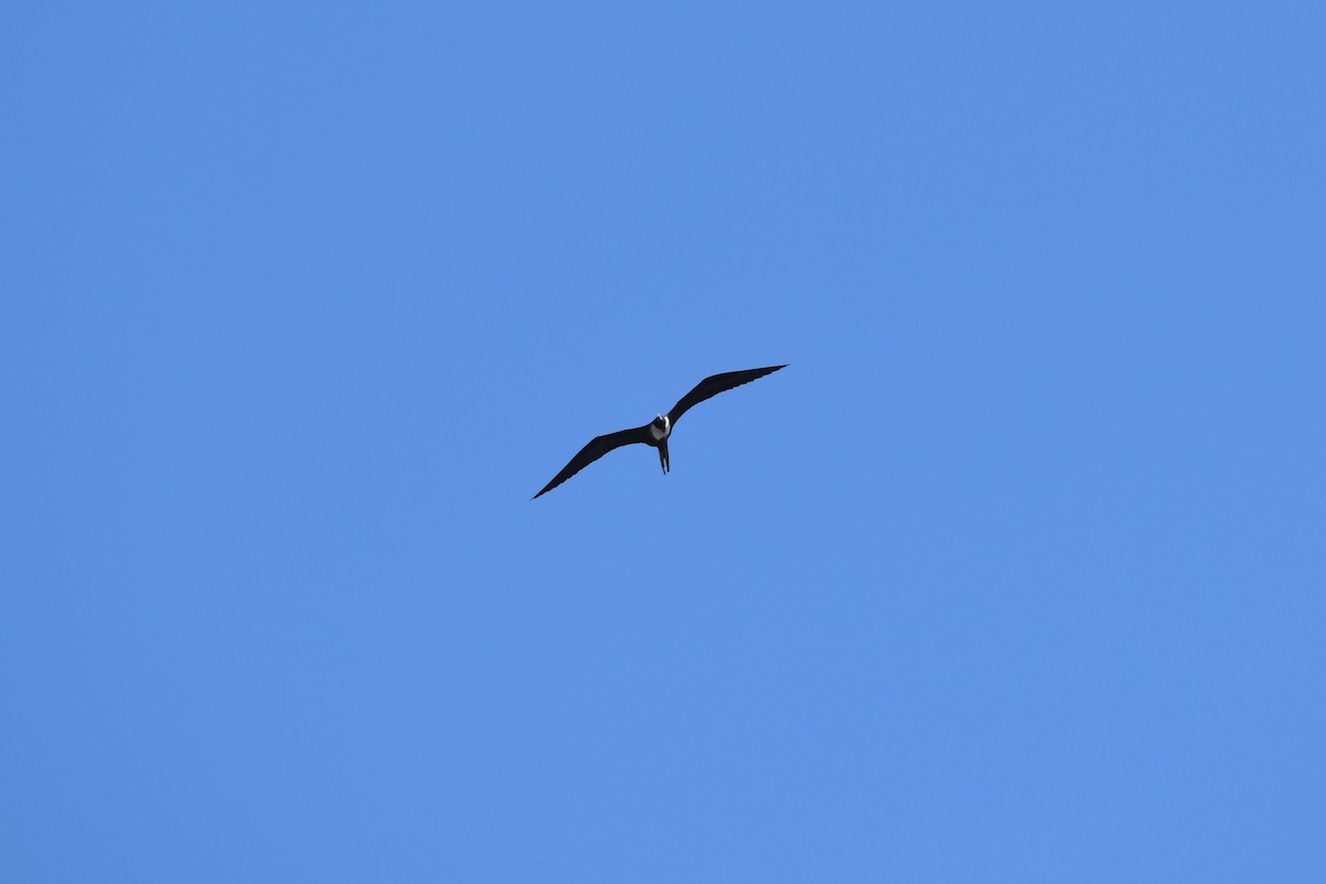 Magnificent Frigatebird - ML501129011