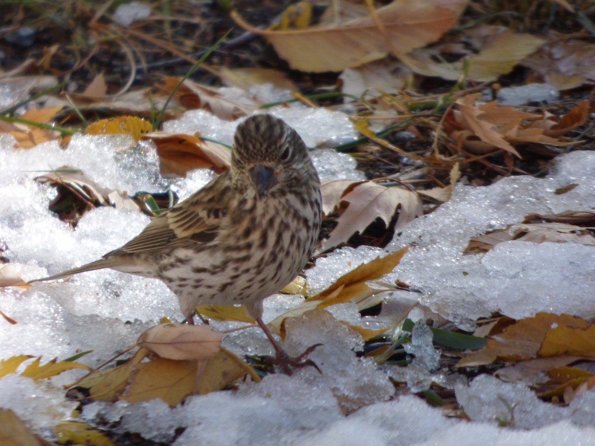 Cassin's Finch - Alexander Brown