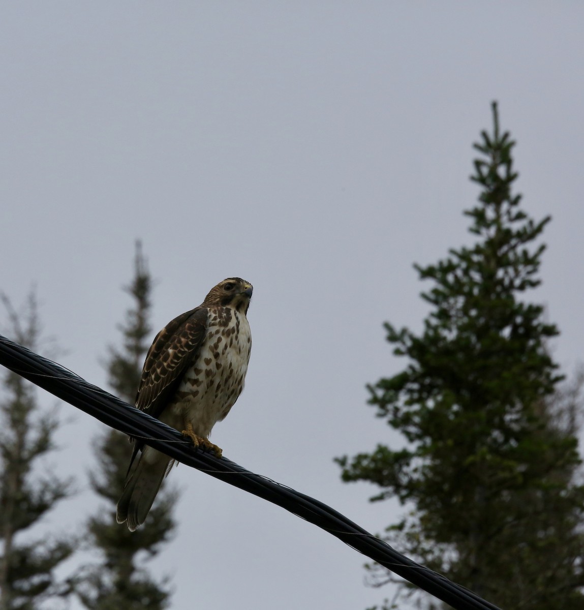 Broad-winged Hawk - Christine Lepage