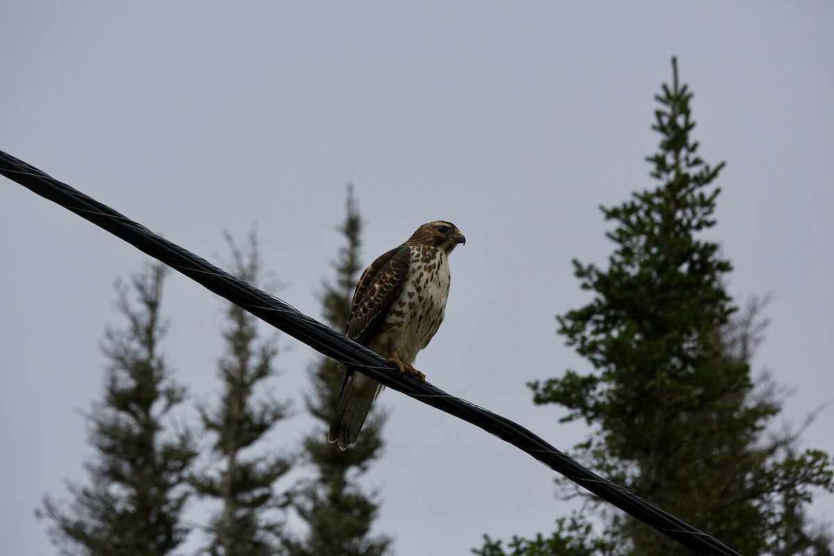 Broad-winged Hawk - ML501130811