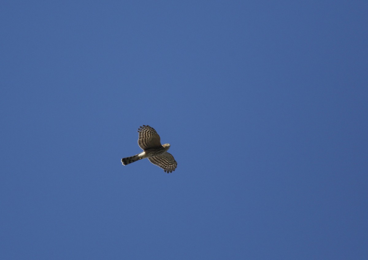 Sharp-shinned Hawk - ML501131211