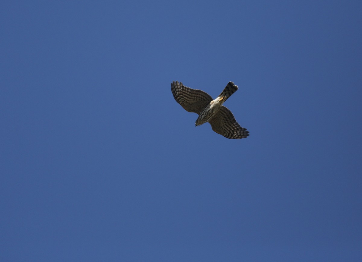 Sharp-shinned Hawk - ML501131231