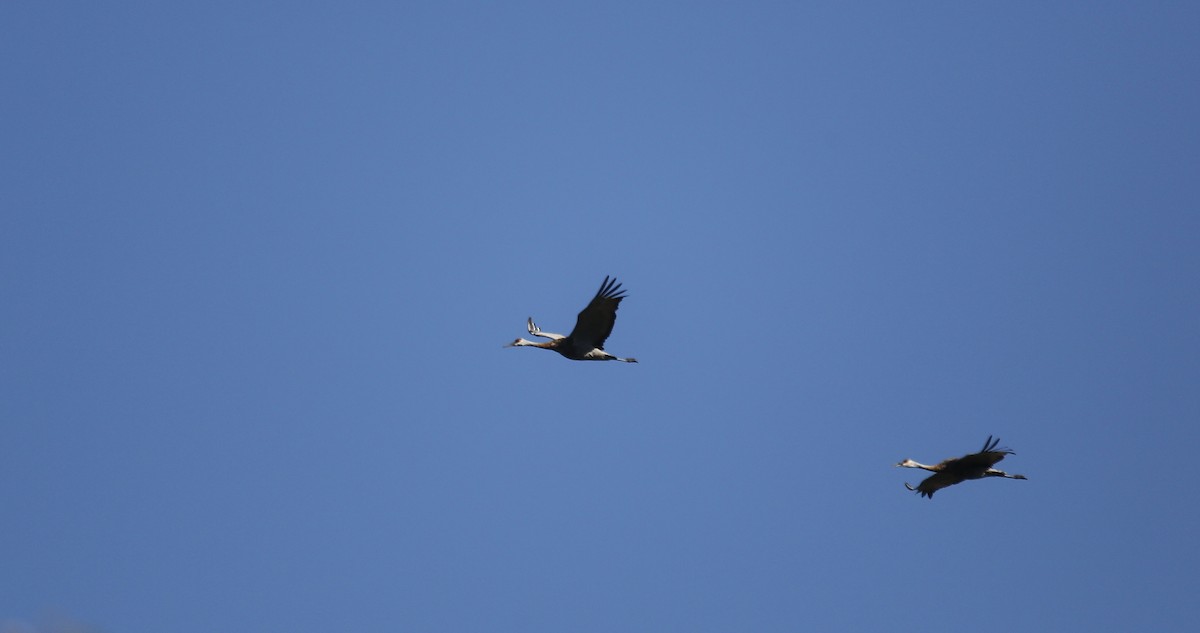 Sandhill Crane - ML501131451