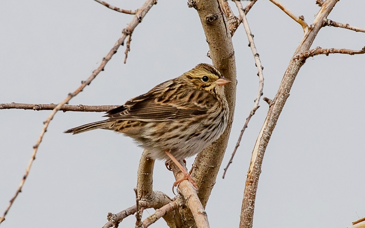 Savannah Sparrow - Kathleen Keef