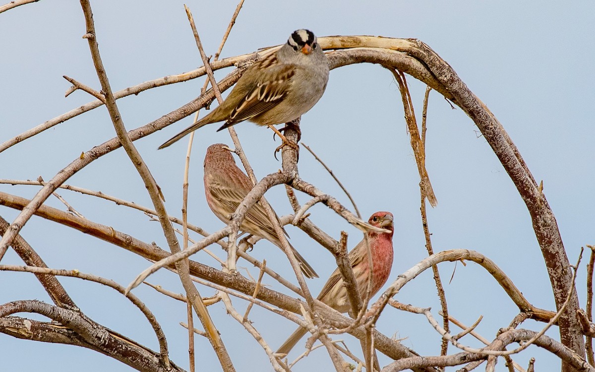 White-crowned Sparrow - ML501132781