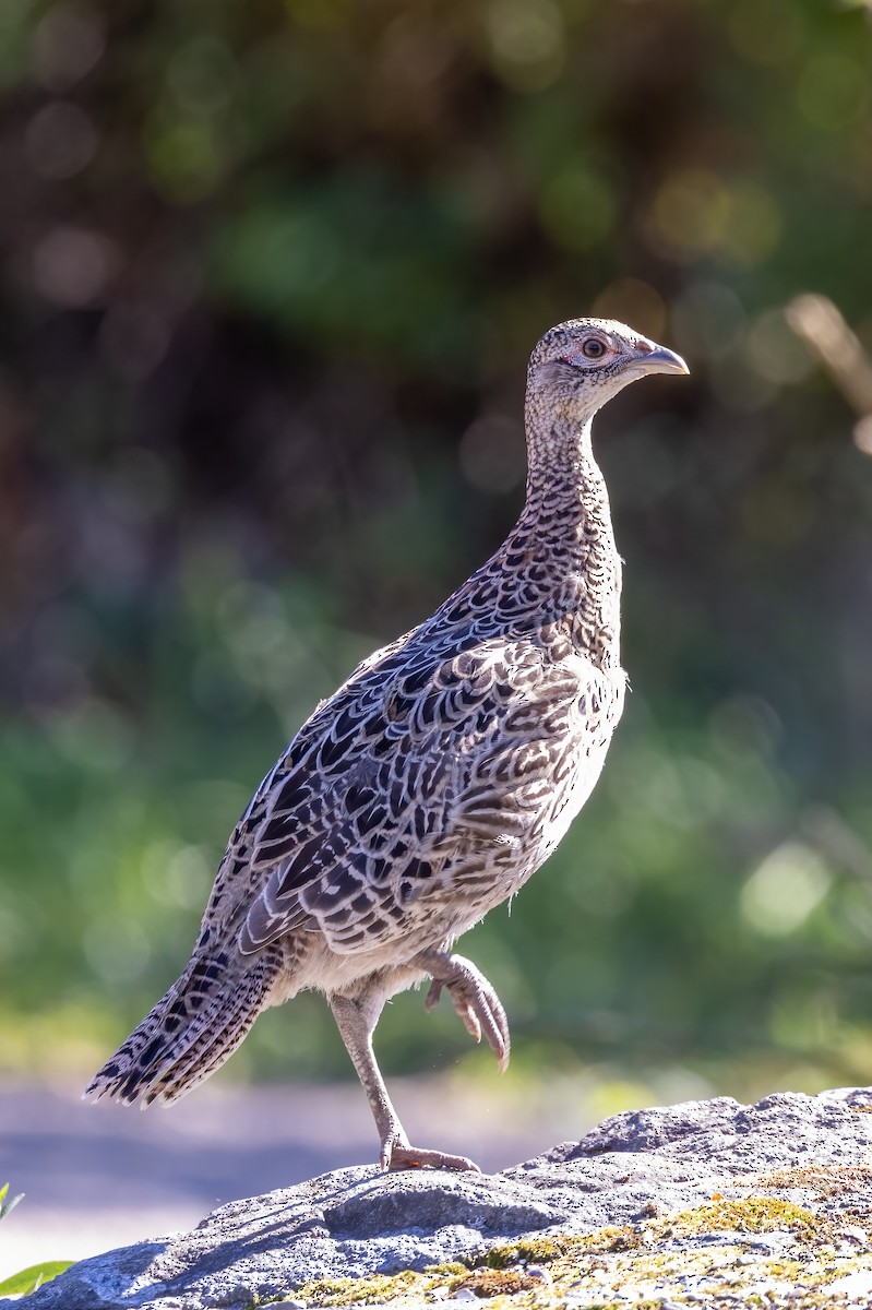 Ring-necked/Green Pheasant - ML501133251