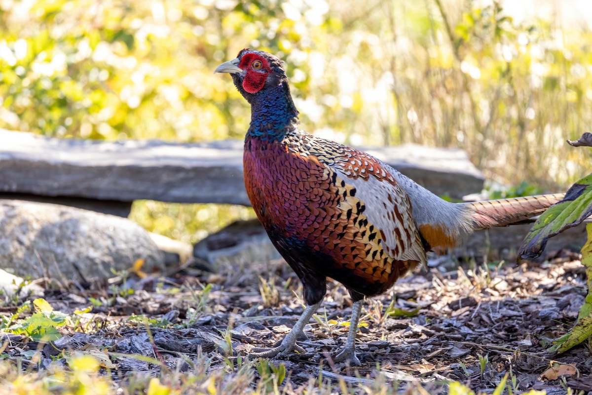 Ring-necked/Green Pheasant - ML501133301