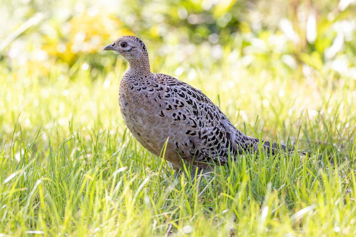 Ring-necked/Green Pheasant - ML501133311