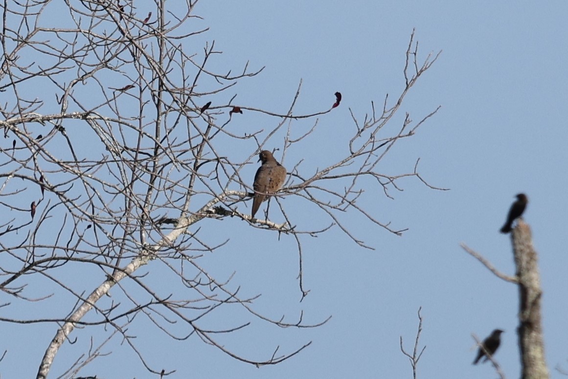 Mourning Dove - ML501133411