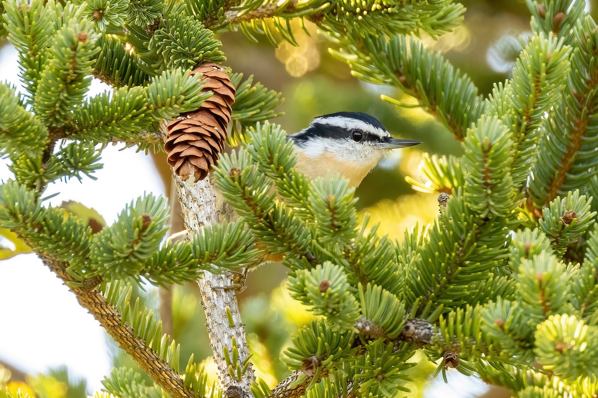 Red-breasted Nuthatch - ML501133961