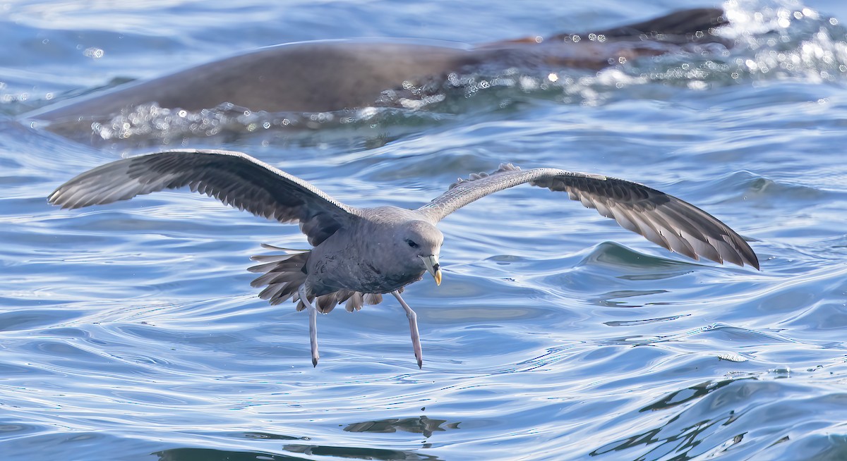 Northern Fulmar - Mark Chappell