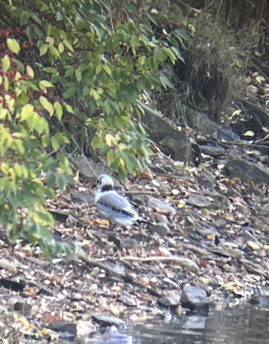 Black-legged Kittiwake - ML501136101