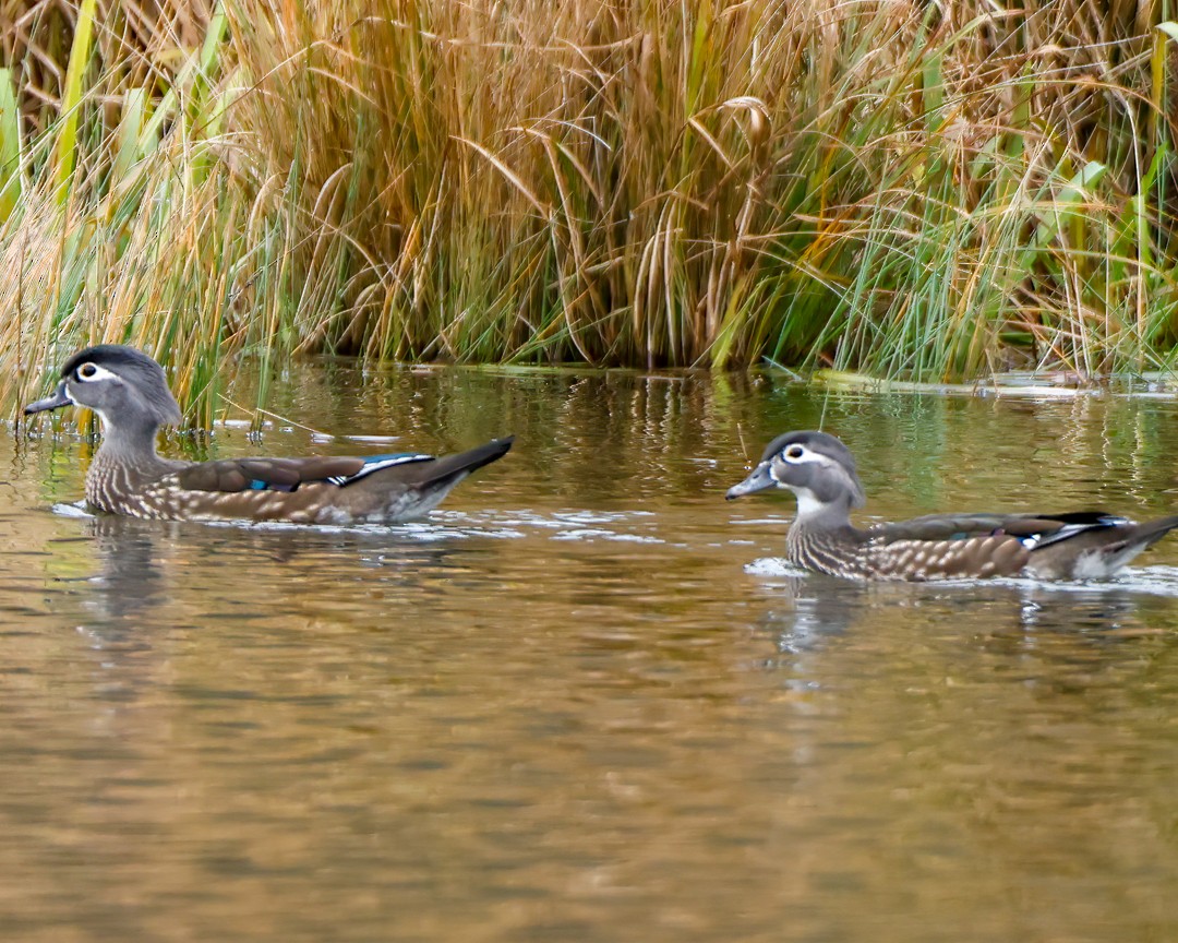 Wood Duck - ML501136241