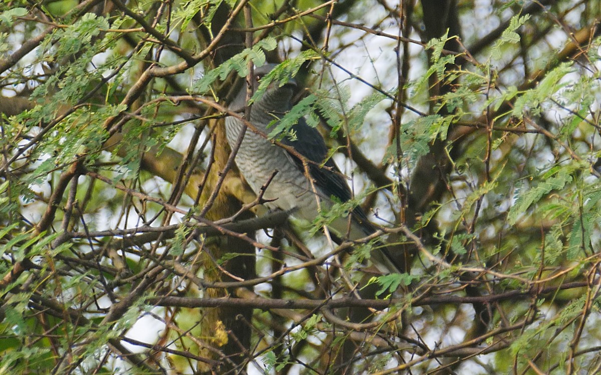 Large Cuckooshrike (Indian) - ML501136551