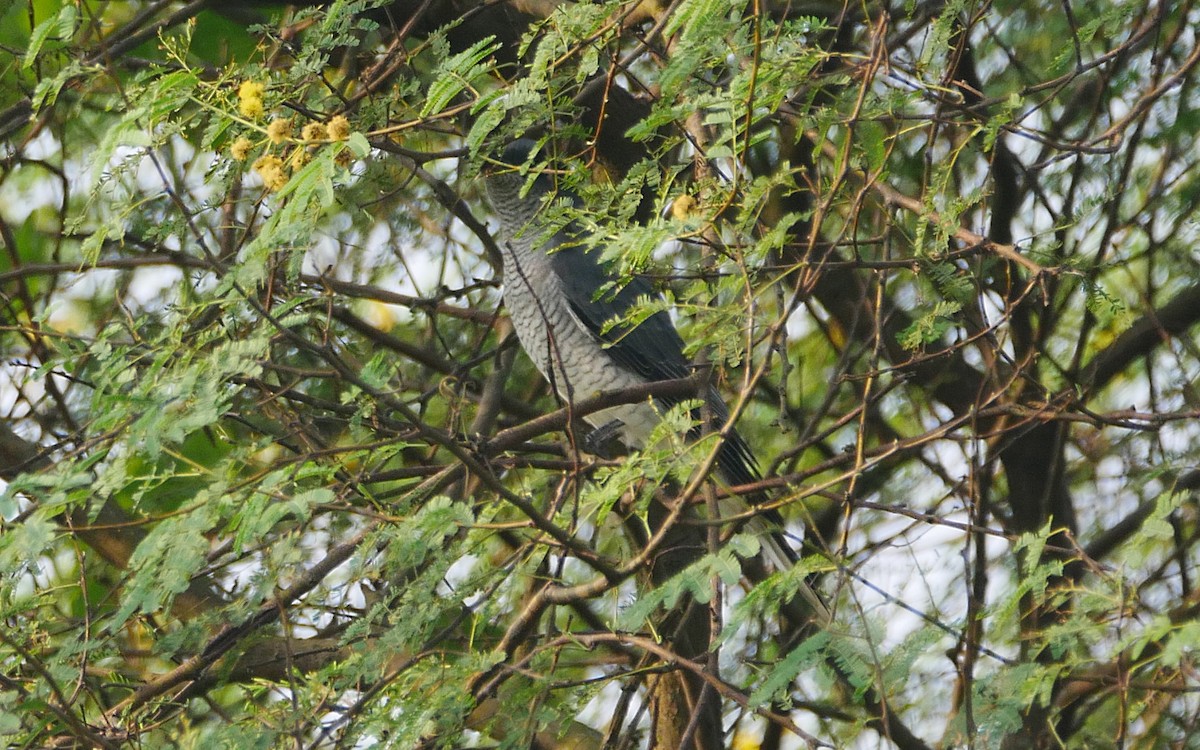 Large Cuckooshrike (Indian) - ML501136561