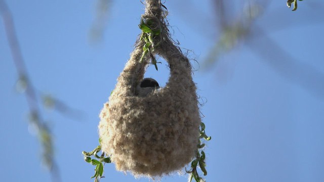 Eurasian Penduline-Tit - ML501137191