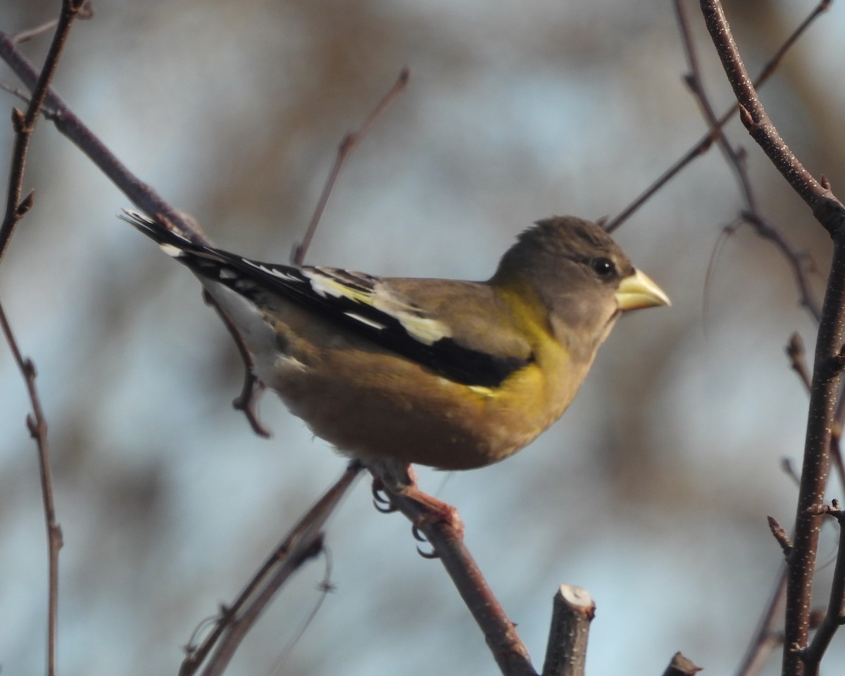 Evening Grosbeak - ML501137401