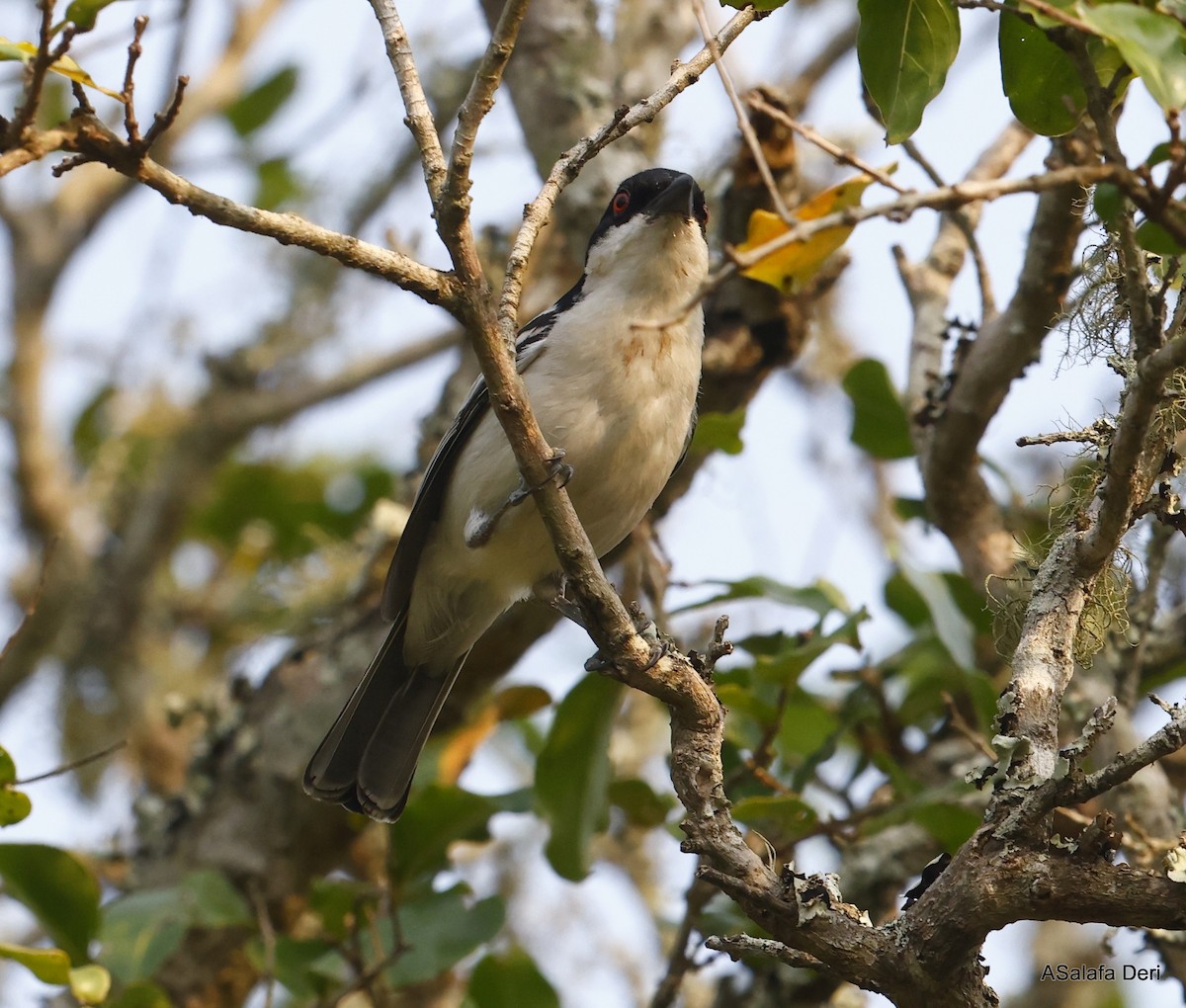 Black-backed Puffback - ML501137531