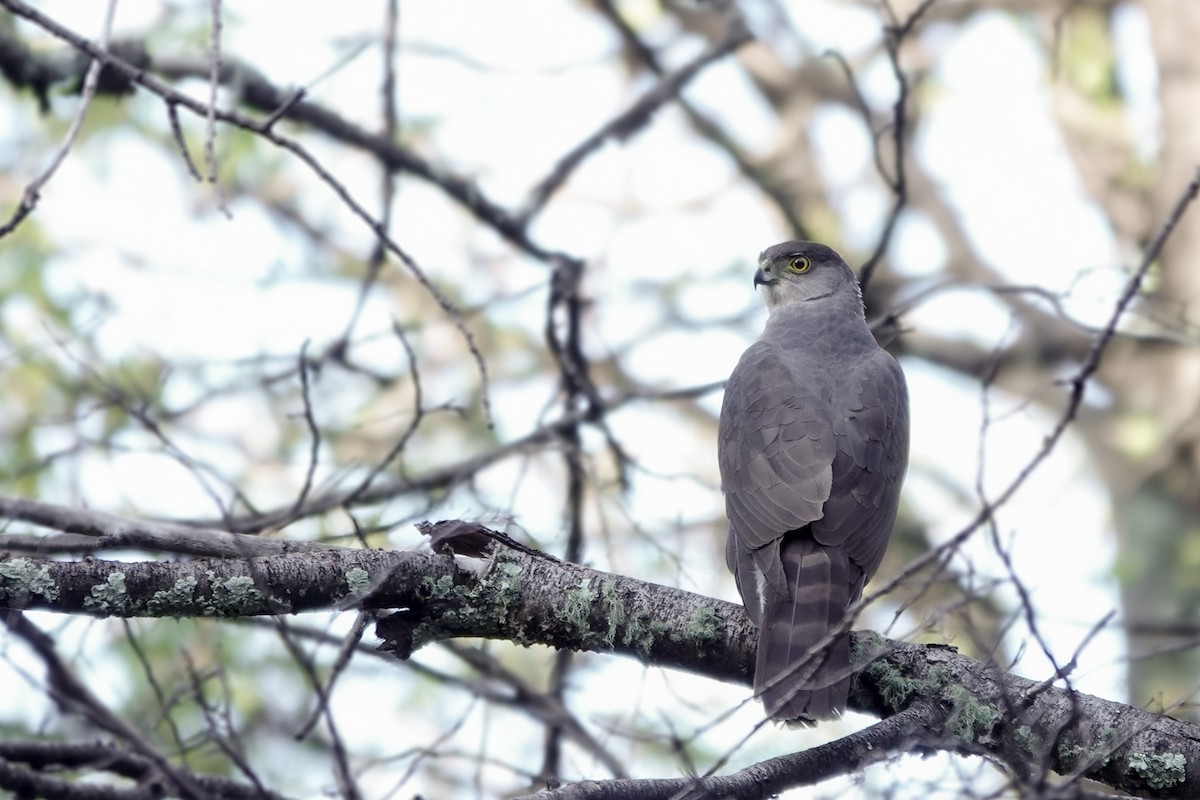 jestřáb chilský - ML501137591