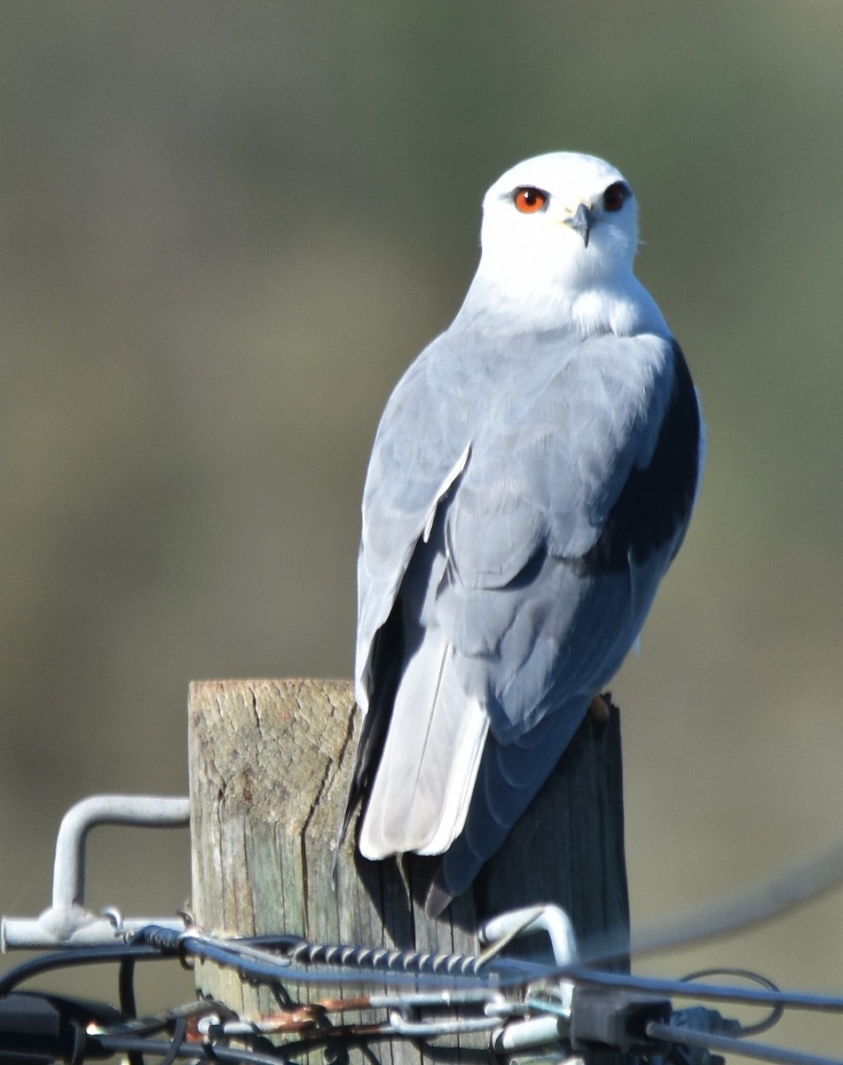 Black-winged Kite - ML501137621