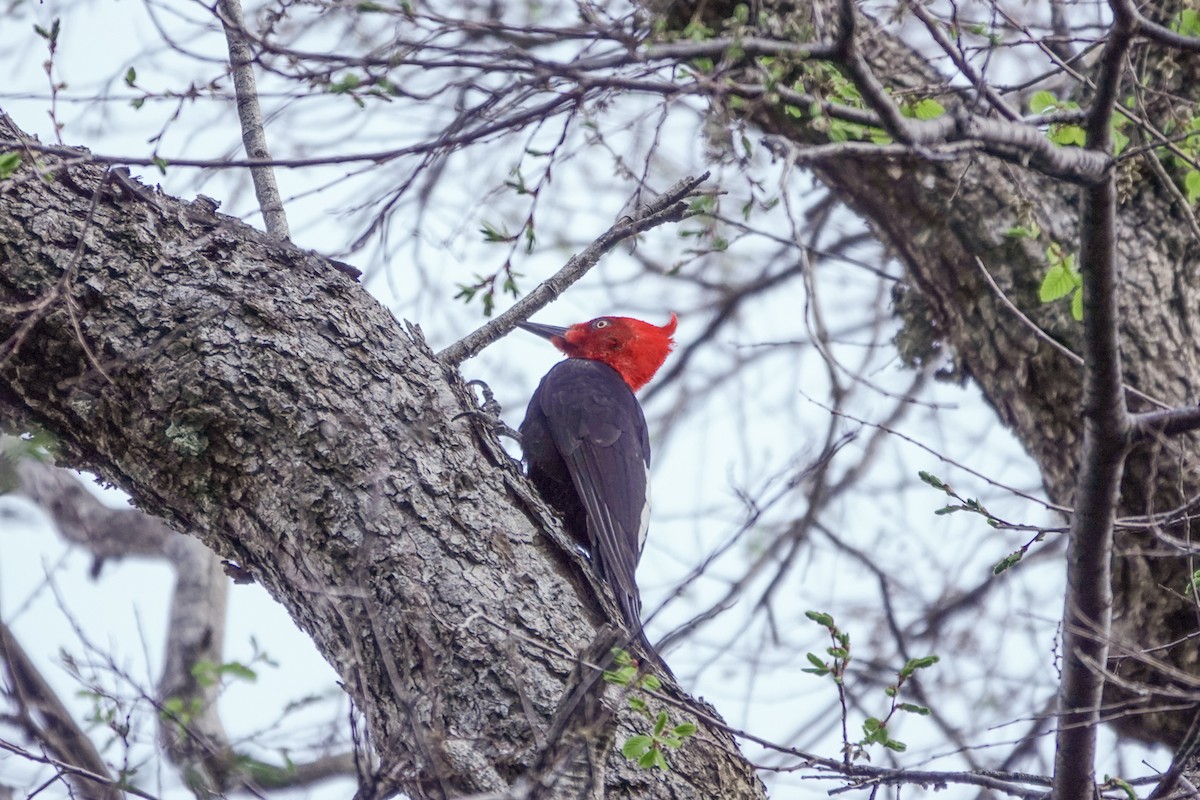 datel magellanský - ML501137931