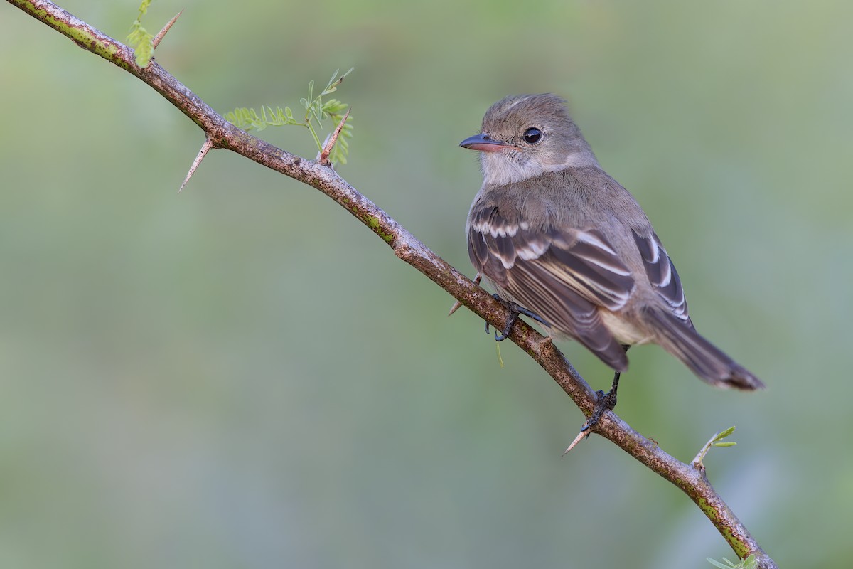 Caribbean Elaenia - ML501139581