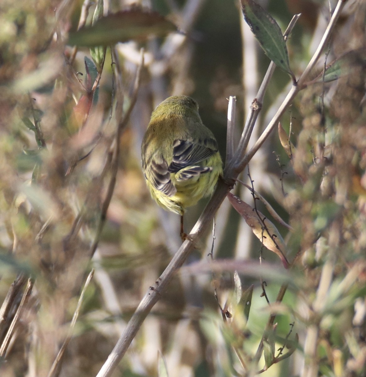 Paruline des prés - ML501139781